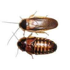 Dubia Cockroach (Medium)
